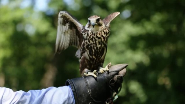 Close-up of saker falcon (Falco cherrug) perched on the glove.