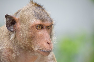 サルのポートレート
