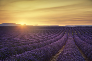 Obraz na płótnie Canvas Lavender flower blooming fields endless rows on sunset. Valensol