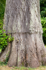Tree trunk scarred by tight band whilst growing. Bark on trunk of large deciduous tree marked where previously constricted during growth