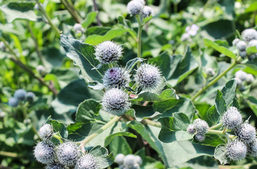 The thorns of burdock.