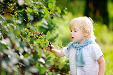 Toddler boy picking black currants in garden
