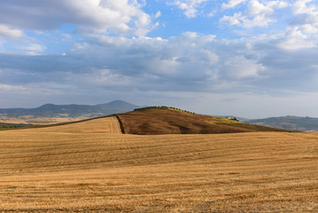 Fototapeta na wymiar Hay bale in the middle of a field in Tuscany with a row of cypress tree in background