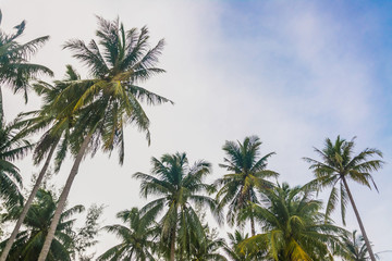 Fototapeta na wymiar Coconut palm trees perspective view