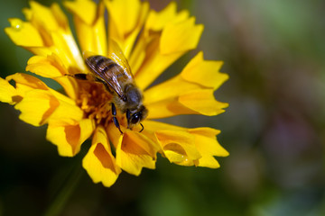 European Honeybee on yellow Coreopsis flower