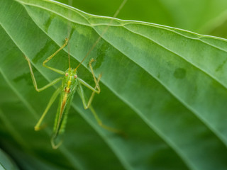 Photograph of a long legged green drumming katydid on a ribbed hosta leaf in a garden.