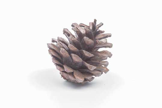 pine cones isolated on the white background