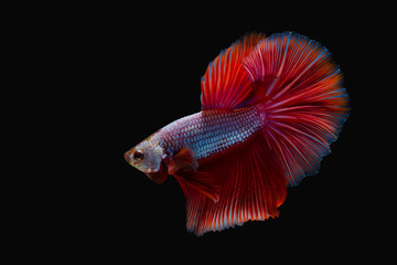 fighting fish or betta splendens on black background