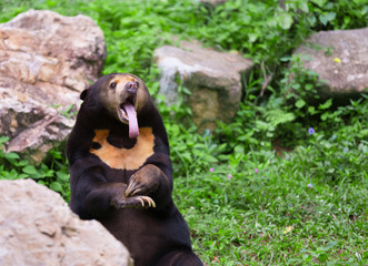 malayan sun bear or honey bear in mating season
