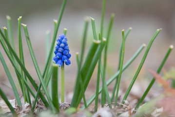 First sign of spring, closeup of grape hyacinth in bloom
