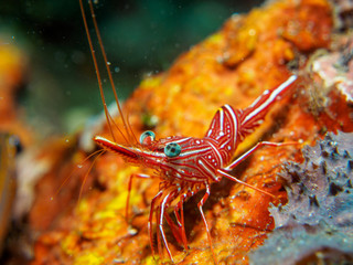 shrimp under the sea