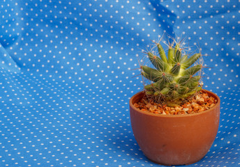 Cactus in pot on the fabric background