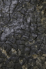 surface burned trunk background texture