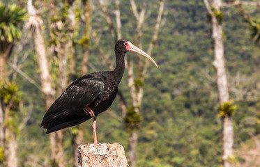 Tapicuru-de-cara-pelada. (Phimosus infuscatus)