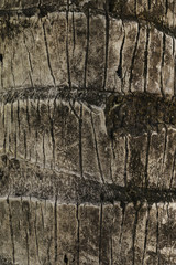 surface coconut trunk background texture