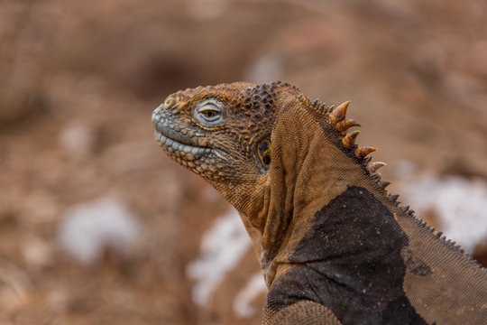 Galapagos Land Iguana 