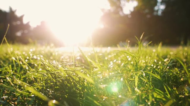 Close up shot of grass in park in sun beams during sunrise