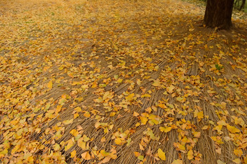 秋イメージ　イチョウの落葉
