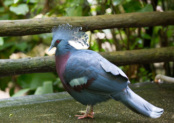 Fototapeta premium victoria crowned pigeon