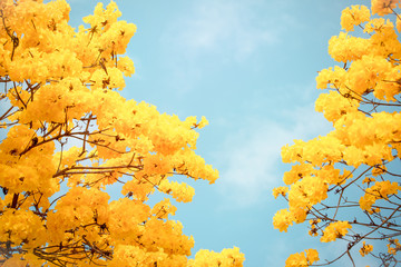 Fototapeta na wymiar Yellow tabebuia flower blossom