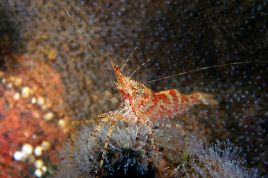 Portrait of humpy shrimp.