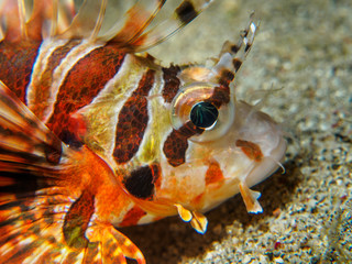 lionfish at underwater, Philippines