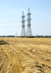 Summer in a field