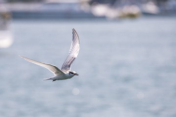 Bird in flight - Black-naped Tern Juvenile (Sterna sumatranna)