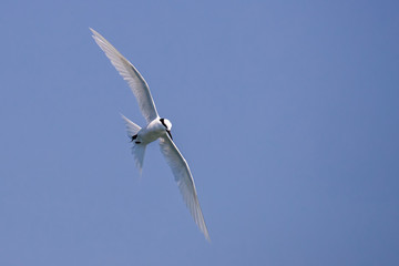 Bird in flight - Black-naped Tern (Sterna sumatranna)