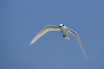 Bird in flight - Black-naped Tern (Sterna sumatranna)