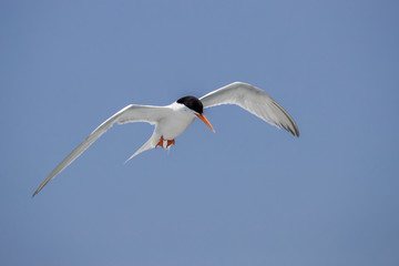 Bird in flight - Roseate Tern