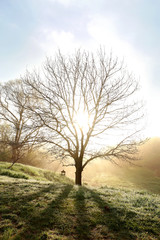 Fototapeta na wymiar Bare Branched Spring Oak Tree Glowing in Morning Fog