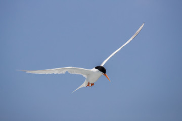 Bird in flight - Roseate Tern