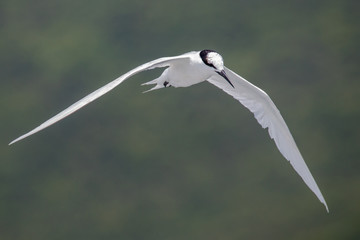 Bird in flight - Black-naped Tern (Sterna sumatranna)