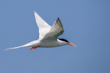 Obraz premium Bird in flight - Roseate Tern