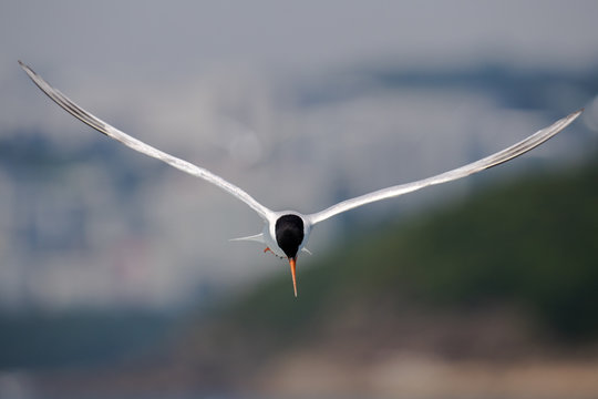 Bird in flight - Roseate Tern