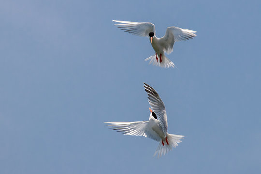 Fighting - Roseate Tern