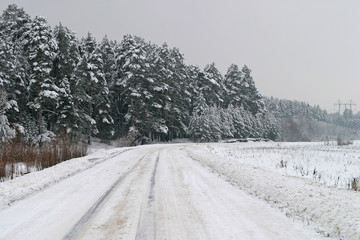 Obraz premium snowfall in the pine forest
