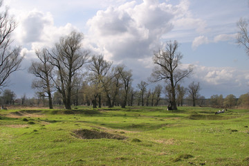 Fototapeta na wymiar oak grove