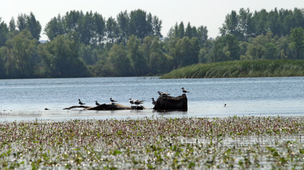 gulls on the river