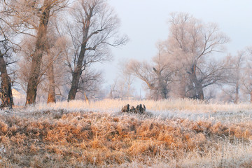 The arrival of winter