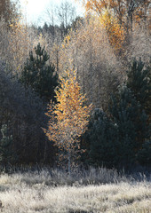 frosty autumn morning