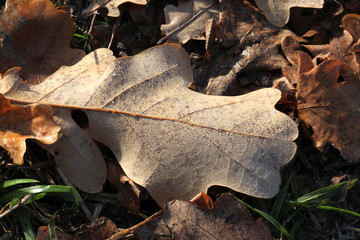 Oak Leaves in the frost