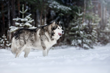 Dog breed Alaskan Malamute walking in winter