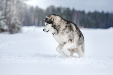Obraz premium Dog breed Alaskan Malamute walking in winter