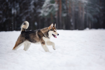 Dog breed Alaskan Malamute walking in winter
