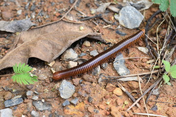 millipede crawling on the ground after the rain.