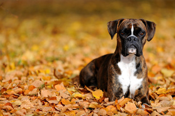 Deutscher Boxer im Park