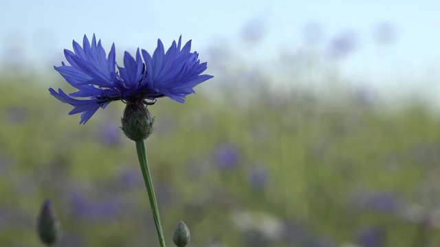 Wild cornflower grow in field scene with shallow depth of field. 4K
