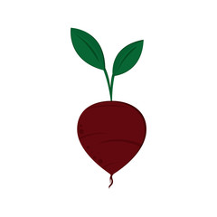 flat design whole beet icon vector illustration